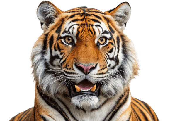 Download Funny Lion Png Sticker Designs for Kids - Sign Collection